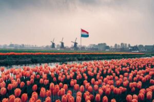 Charakterystyka rynku pracy w Holandii